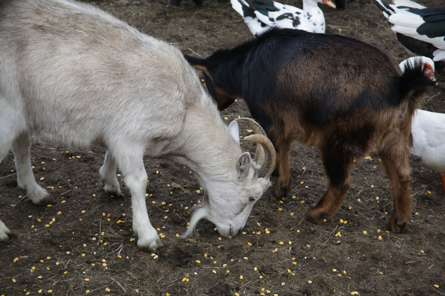Erin's Farm animal sanctuary